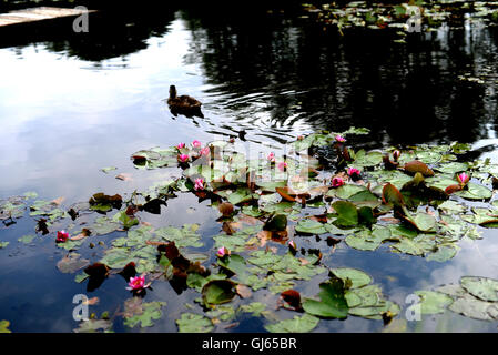 Ente schwimmen nahe Seerose im Teich Stockfoto