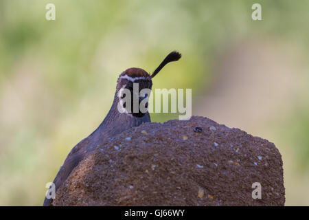 Männliche Gambels Wachteln, (Art Gambelii), bei einem Samen-Block.  Bosque del Apache National Wildlife Refuge, New Mexico, USA. Stockfoto