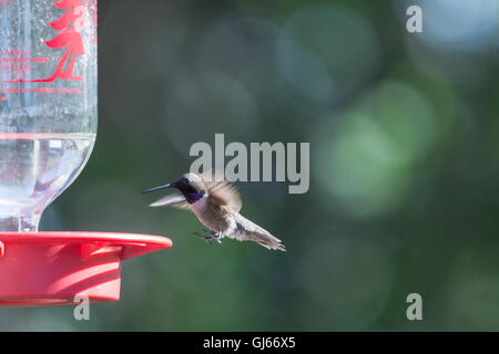 Männliche schwarzer-chinned Kolibri, (Archilochos Alexander), bei einem Feeder.  Bosque del Apache National Wildlife Refuge, New Mexico. Stockfoto