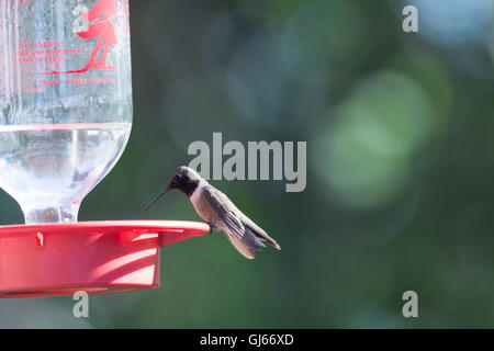 Männliche schwarzer-chinned Kolibri, (Archilochos Alexander), bei einem Feeder.  Bosque del Apache National Wildlife Refuge, New Mexico. Stockfoto