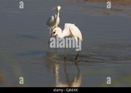 Snowy Egrets, (Egretta thula), fishing at Bosque del Apache National Wildlife Refuge, New Mexico, USA. Stockfoto