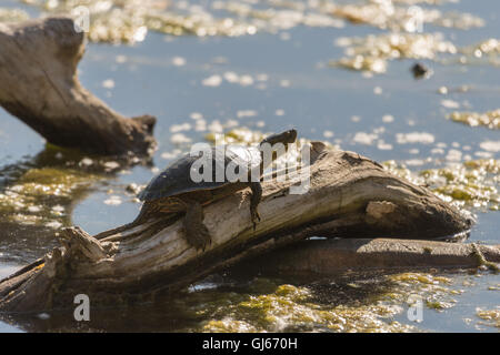 Western bemalt Schildkröte, (Chrysemmys Picsta Bellii), sonnen sich im Rio Grande Nature Center State Park, Albuquerque, New Mexico. Stockfoto