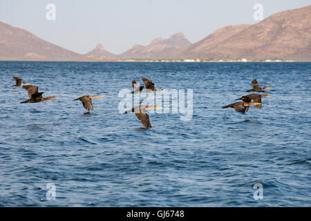 Kormorane gleiten über die Bucht von Topolobampo, Sinaloa, Mexiko. Stockfoto