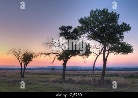 Rio Grande wilde Truthähne, (Meleagris Gallopavo Intermedia), Schlafplatz in Rio Grande Pappeln (Populus Deltoides).  New-Mexico. Stockfoto