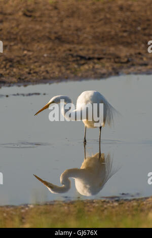 Silberreiher, (Ardea Alba), Nahrungssuche im Bosque del Apache National Wildlife Refuge, New Mexico, USA. Stockfoto