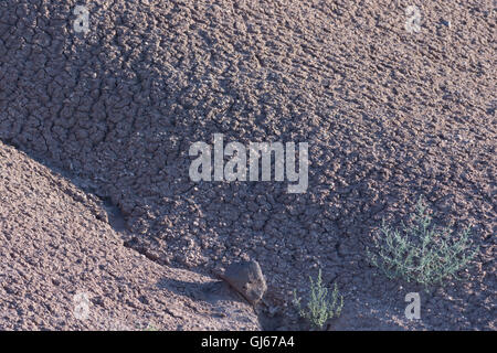 Erodierten Boden entlang einer Arroyo am Sevilleta National Wildlife Refuge, New Mexico, USA. Stockfoto