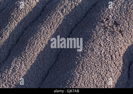 Erodierten Boden entlang einer Arroyo am Sevilleta National Wildlife Refuge, New Mexico, USA. Stockfoto