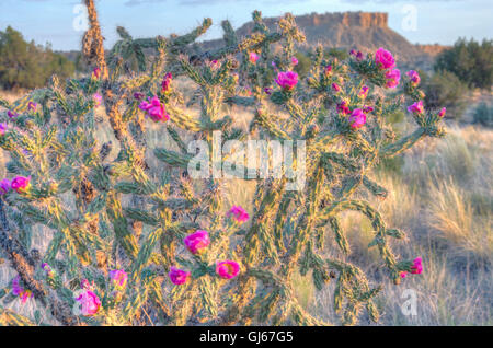 Blühender Baum Cholla (Cylindropuntia Imbricata), Ojito Wildnis, New Mexico, USA. Stockfoto