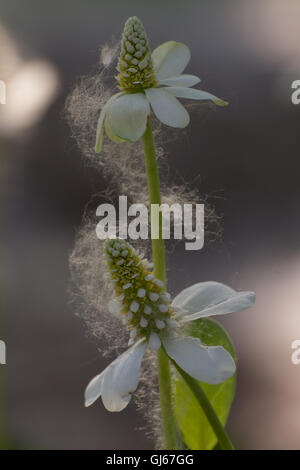 Yerba Mansa, (Anemopsis Californica), Rio Grande Nature Center State Park, Albuquerque, New Mexico, USA. Stockfoto