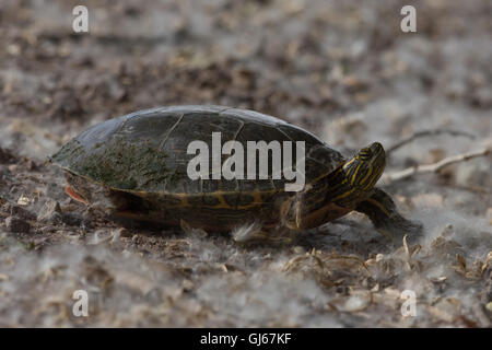 Weibliche Western bemalt Schildkröte, (Chrysemys Picta Bellii), auf der Suche nach einer Verschachtelung Lage.  Bosque del Apache NWR, New Mexico. Stockfoto