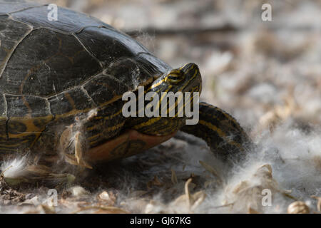 Weibliche Western bemalt Schildkröte, (Chrysemys Picta Bellii), auf der Suche nach einer Verschachtelung Lage.  Bosque del Apache NWR, New Mexico. Stockfoto