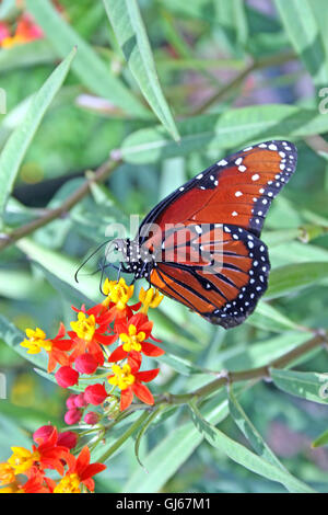 Ein Monarch-Schmetterling sitzt auf einer Blume Stockfoto