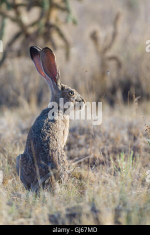 Schwarz-angebundene Jackrabbit (Lepus Californicus), co. Socorro, New Mexico, USA. Stockfoto