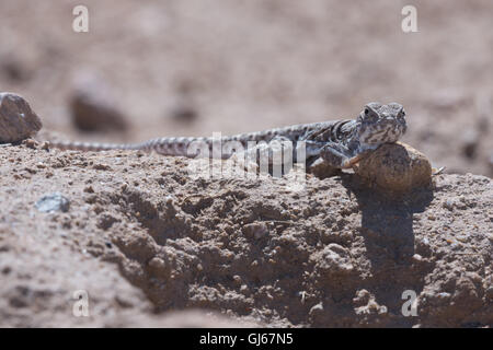 Langnasen-Leopard Eidechse, (Gambelia Wislizenii), co. Socorro, New Mexico, USA. Stockfoto