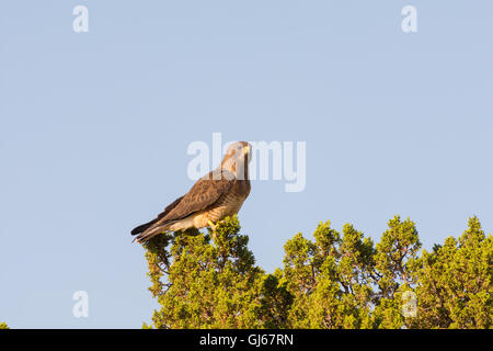 Swainson's Hawk, (Buteo Swainsoni), co. Socorro, New Mexico, USA. Stockfoto