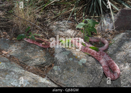 Sonoran Coachwhip, (Coluber Flagellum Cingulum), Ruby Road, Santa Cruz co., Arizona, USA. Stockfoto