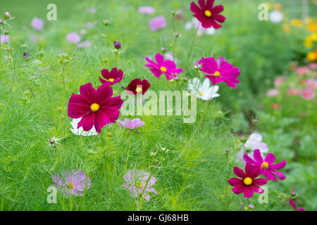 Cosmos Bipinnatus Gazebo gemischte Blumen Stockfoto