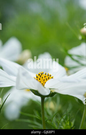 Cosmos Bipinnatus Sonate weiße Blüte Stockfoto