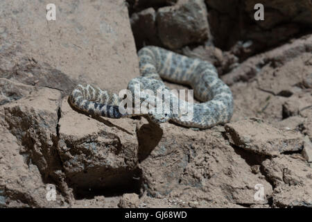 Südwestliche gefleckte Klapperschlange (Crotalus Mitchellii Pyrrhus), Phoenix, Maricopa co., Arizona, USA. Stockfoto