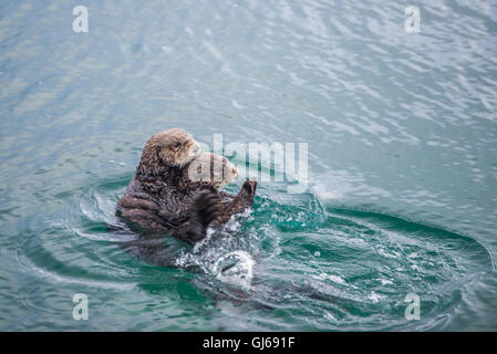 weibliche Erwachsene Seeotter mit Kleinkind / Baby in Seetang an einem kalten Regentag in Big Sur, Kalifornien Stockfoto