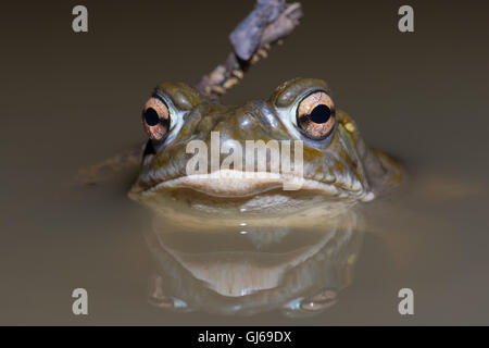 Sonoran Wüste Kröte, (Incilius Alvarius), in der Nähe von Florance Arizona, USA. Stockfoto