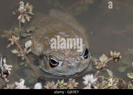 Sonoran Wüste Kröte, (Incilius Alvarius), in der Nähe von Florance Arizona, USA. Stockfoto