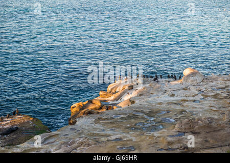 Graue Dichtung auch bekannt als der Atlantik Dichtung. Tier, wildes Leben. Stockfoto