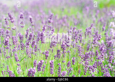 Lavendel Blüten Lavandula Angustifolia, Sy Lavandula Officinalis, Stockfoto