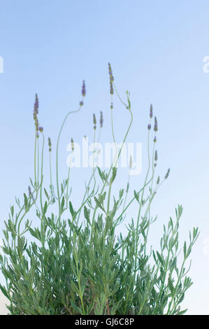 Lavendel Blüten Lavandula Angustifolia, Sy Lavandula Officinalis, Stockfoto