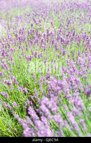 Lavendel Blüten Lavandula Angustifolia, Sy Lavandula Officinalis, Stockfoto