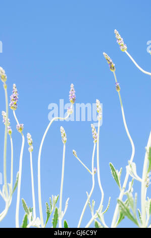 Lavendel Blüten Lavandula Angustifolia, Sy Lavandula Officinalis, Stockfoto