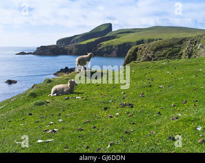 dh FAIR ISLE SHETLAND Schafe Spitze der Kliffküste Bight of South Haven Sheep Rock Stockfoto