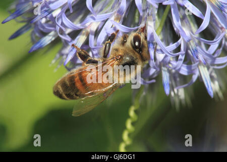 Honigbiene, Apis mellifica Stockfoto