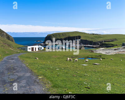 dh FAIR ISLE SHETLAND Schafe Herde weiden North Haven BU Ness schottland Inseln Buness Stockfoto