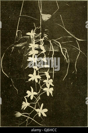 Die American Florist - eine wöchentliche Zeitschrift für den Handel (1904)