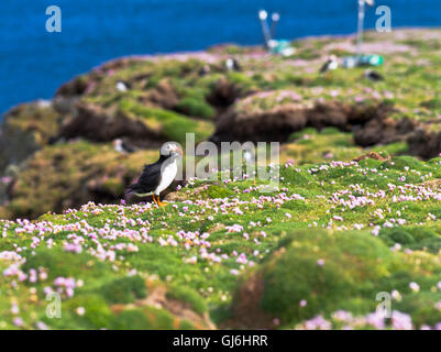 dh Bu Ness FAIR ISLE SHETLAND Puffin mit Sandaalen im Gesetzentwurf Thrift Klippe Stockfoto