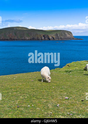 dh Bu Ness FAIR ISLE SHETLAND junge Schafe Lamm Weiden auf Klippe über der Bucht von Stockfoto