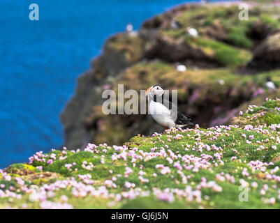 dh BU Ness FAIR ISLE SHETLAND Puffin mit Sandaalen In Bill Thrift Cliff top wilden schottland Papageitaucher Vogel Seevögel Sandaal Stockfoto