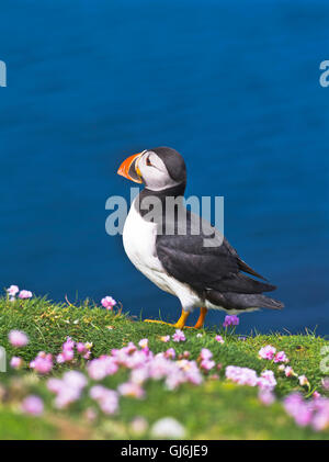 dh Bu Ness FAIR ISLE SHETLAND Papageientaucher auf Sparsamkeit Klippe Top wilde Papagei Schottland Papageientaucher Stockfoto