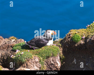 dh BU Ness FAIR ISLE SHETLAND Puffin auf einer Klippe sitzend Papageitaucher Felsen schottland Vogelinsel brüdercula arctica Wildvögel Meer Klippen Stockfoto
