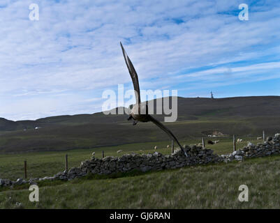 Dh Great Skua FAIR ISLE SHETLAND Great Skua angreifenden Eulen uk Angriff Flug bird Schottland Großbritannien Stockfoto