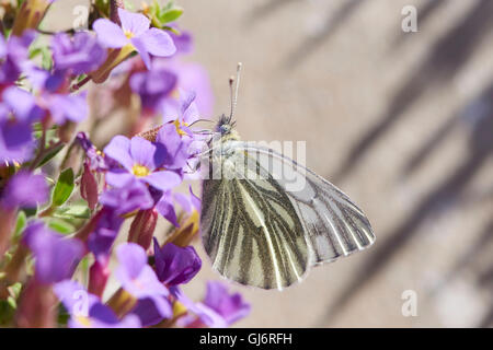 Kohl Schmetterling, Pieris Rapae, Blüten, sitzt an der Seite Stockfoto