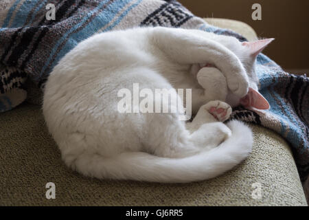 Weiße Katze zusammengerollt auf der Couch mit Pfoten bedeckte ihr Gesicht. Stockfoto