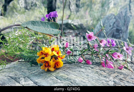 Australische gebürtige Blumenstrauß mit rosa Boronia, lila Hardenbergia und gelben und roten native Erbse Blumen auf umgestürzten Baum Stockfoto