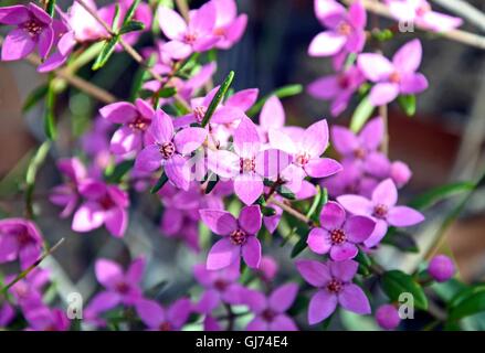 Rosa Blüten von Australian native Boronia in Eukalyptus Wald wachsen, Royal National Park, Sydney, Australien Stockfoto