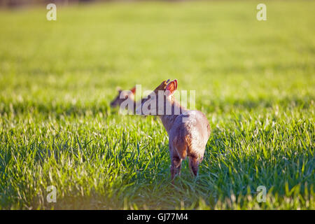 Reeve es Muntjac Rotwild (Muntiacus Reevesi). Paar, männliche Vordergrund in einem wachsenden Getreide. Abendlicht. Ingham, Norfolk. VEREINIGTES KÖNIGREICH. Stockfoto