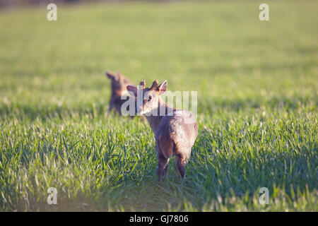 Chinesischer Muntjak Hirsch (Muntiacus Reevesi). Paar in einem Getreide-Feld. Ingham, Norfolk. Stockfoto