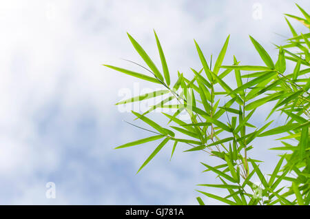 Grüner Bambus Blätter mit Tropfen Wasser am Morgen. Stockfoto