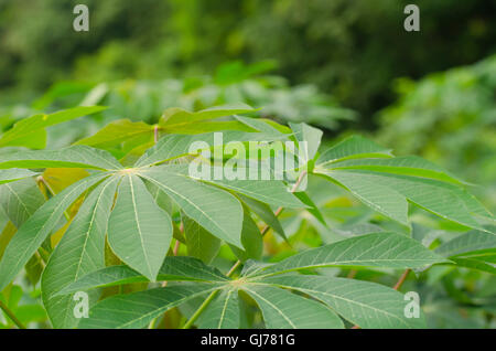 Hintergrund-Maniok oder Maniok-Pflanze verlassen in Thailand. Stockfoto