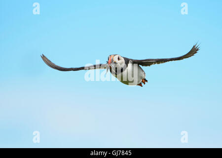 Ein Papageitaucher (Fratercula Arctica) mit einem Schnabel voller Sandaale im Flug gegen blauen Himmel, Farne Inseln, Northumberland, UK Stockfoto